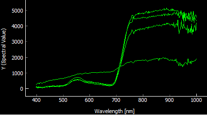 Spectral Curves - Grass Deschampsia Cespitosa in 4 Months